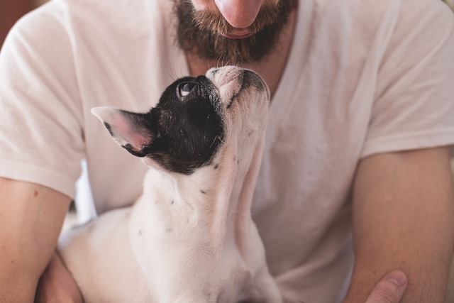 犬膝の上で寝る(飼い主以外)