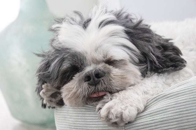 犬　膝の上で寝る(飼い主以外)