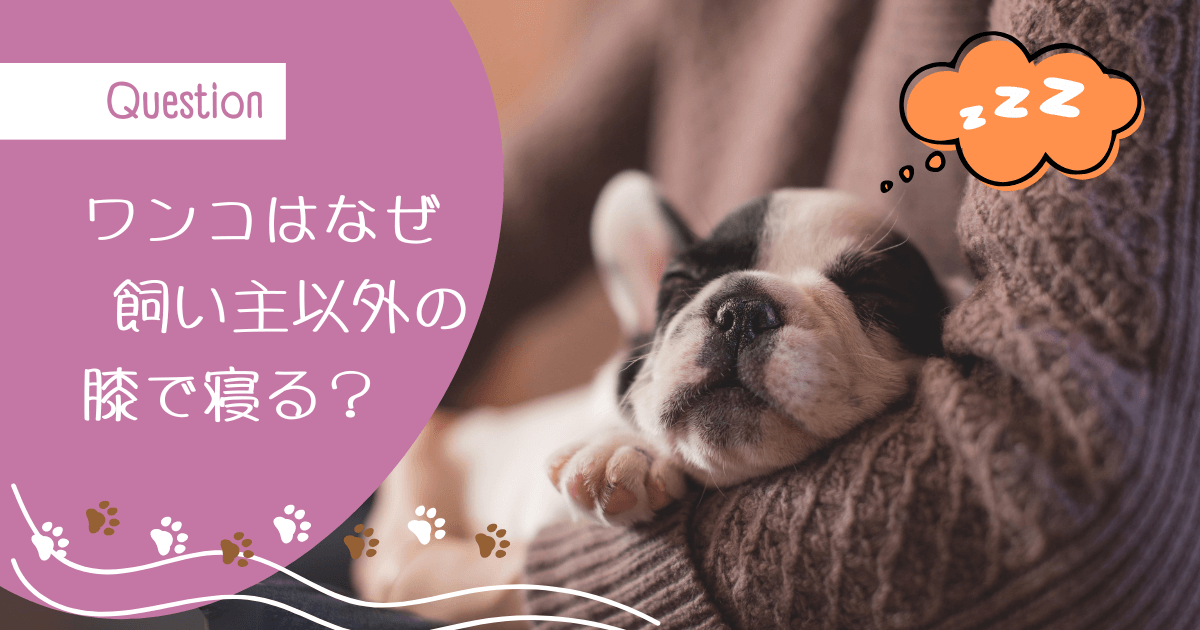 犬　膝の上で寝る(飼い主以外)